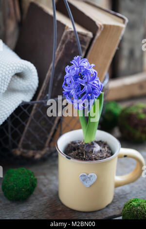 Blue or vioet spring hyacinth in the cup and old books over the wooden background. Easter postcard concept. Toned. Stock Photo