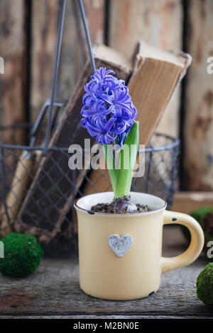 Blue or vioet spring hyacinth in the cup and old books over the wooden background. Easter postcard concept. Toned. Stock Photo