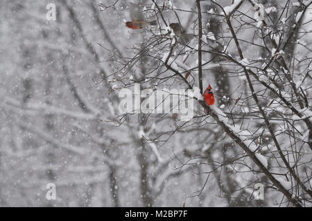 Male red Northern Cardinal bird sitting in a tree in a heavy snowstorm in winter Toronto Canada with flying House Finches Stock Photo