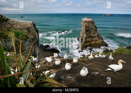 New Zealand, North Island, Murawai Gannet Colony, Australasian gannet ( Morus Serrator ). Stock Photo