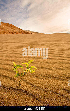 Conceptual image of little plant growing in the desert Stock Photo