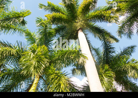 Tropical beach background with palm trees silhouette at sunset. Cuba Stock Photo