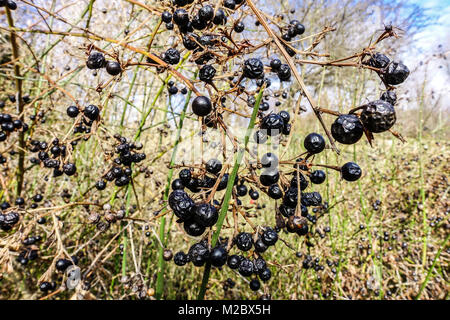 Wild Jasmine, jasminum fruticans in winter garden berries, bush Stock Photo