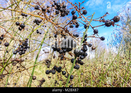 Wild Jasmine, jasminum fruticans winter berries Stock Photo