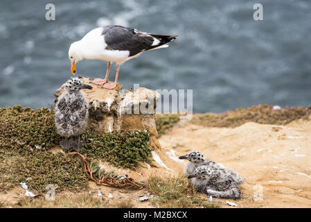 Seagull mom and chicks Stock Photo