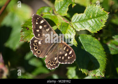 Speckled wood butterfly on bramble leaves Stock Photo