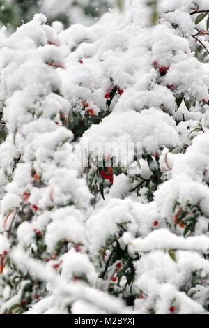 Wintereinbruch im Hochschwarzwald. Am Sonntag präsentierte der neue Winter seine Visitenkarte. So mancher Autofahrer wurde vom Schnee in den Hochlagen überrascht. Weiß verzuckert vom Schnee präsentierten sich die roten Heckenrosen Stock Photo