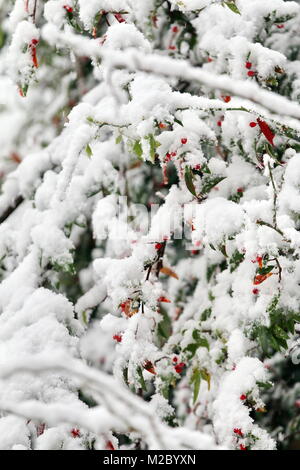 Wintereinbruch im Hochschwarzwald. Am Sonntag präsentierte der neue Winter seine Visitenkarte. So mancher Autofahrer wurde vom Schnee in den Hochlagen überrascht. Weiß verzuckert vom Schnee präsentierten sich die roten Heckenrosen Stock Photo