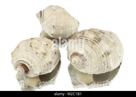 Three snail shells against a white background Stock Photo