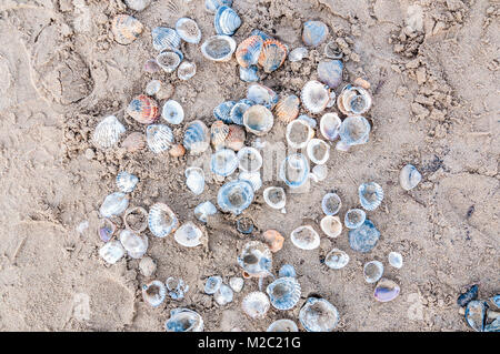handful of shells on the beach, Ebro Delta, Catalonia, Spain Stock Photo