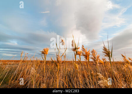 common reed in the foreground with the sky with clouds, Ebro Delta, Catalonia, Spain Stock Photo
