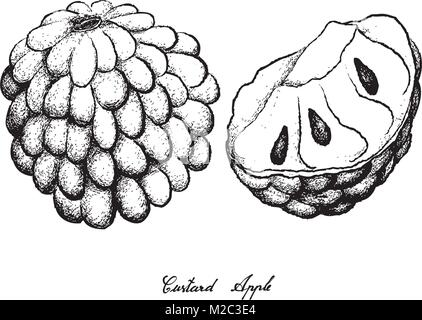 Tropical Fruit, Illustration Hand Drawn Sketch of Custard Apple and Annona Reticulata Fruit Isolated on White Background. Stock Vector