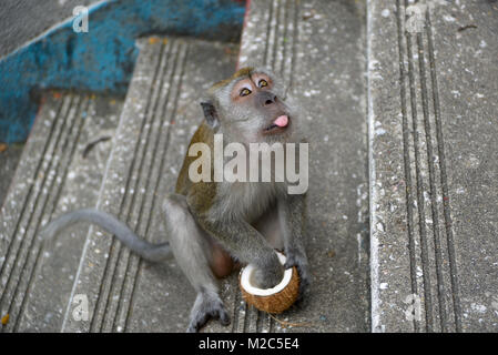 Monkey with coconut is sitting on the stairs leading to the temple cave in Batu Caves Stock Photo