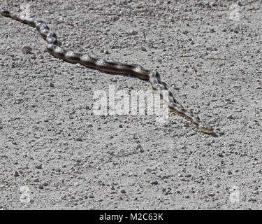 Frightened yellow rat snake on trail at Sweetwater wetlands park in Florida holds perfectly motionless in kinked posture. Stock Photo