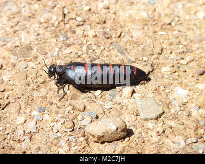 Red-striped Oil Beetle, Aracena, Spain Stock Photo