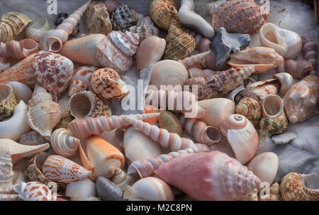 box containing a collection of beautiful shells of different shapes and colors Stock Photo