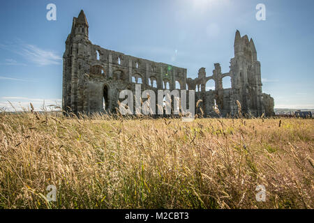 Tall grasses grow in field in front of Whitby Abbey, Whitby, Yorkshire, UK Stock Photo