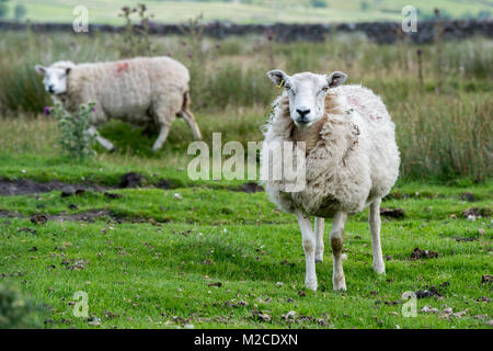 Couple of sheep graze in grassy field, Yorkshire Dales, UK Stock Photo