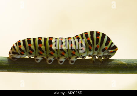Last instar of Swallowtail butterfly caterpillar(Papilio machaon) set on a stem against am homogeneous natural background. Lateral view. Stock Photo