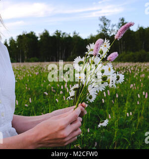 Hands of woman picking wildflowers Stock Photo