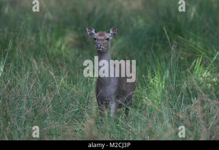 Sika deer (fawn)- Cervus nippon. Stock Photo