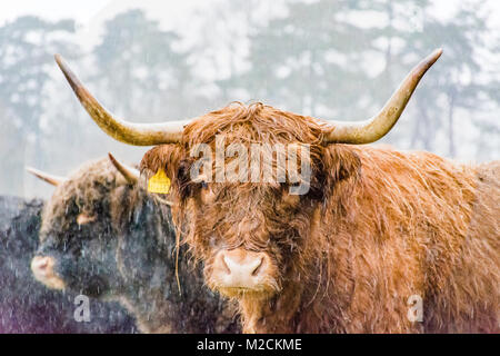 a highland cow during winter Stock Photo