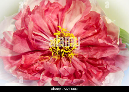 Peony  Big Red Flower Head Stock Photo