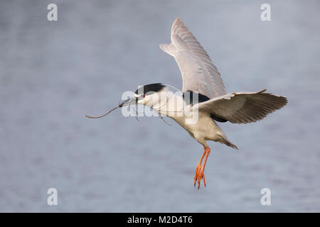 Black-crowned Night Heron (Nycticorax nycticorax) carrying nesting material in its beak - Venice, Florida Stock Photo