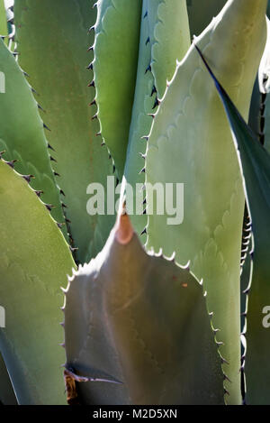 Agave cactus in the winter in arizona Stock Photo