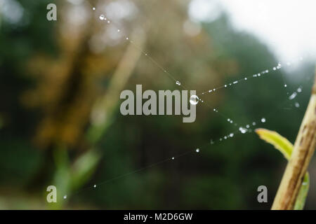 Drops of water on strands of a spiderweb, background out of focus Stock Photo