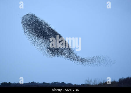 A murmuration of starlings at dusk over RSPB Minsmere Nature Reserve in Suffolk. Stock Photo