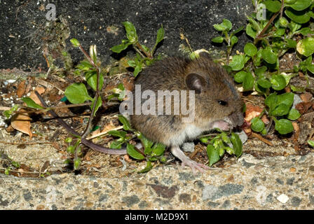 House mouse Stock Photo