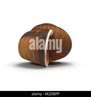 single empty snail shell isolated on white. 3D illustration Stock Photo ...