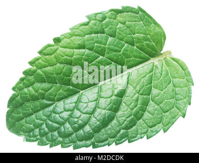 Perfect spearmint leaf or mint leaf isolated on white background. Stock Photo