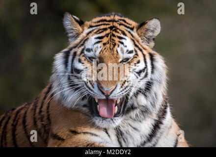 Female Amur tiger grinning Stock Photo