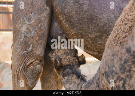Camel drinking milk at the Camel Breeding Farm in Bikaner, Rajasthan, India Stock Photo
