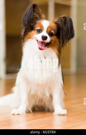 The Papillon dog sits contentedly on the floor with his tongue out Stock Photo