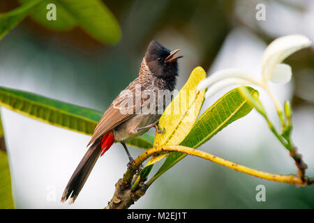 Pycnonotus cafer- scientific name. Red-vented bulbul is member of bulbul family passerines. Resident breeder across Indian subcontinent, Sri Lanka Stock Photo