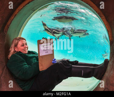 Regent's Park, London, 7h Feb 2018. Keeper Zuzanna attempts to count the Humboldt Penguins. Zookeepers at ZSL London Zoo ready their clipboards, calculators and cameras - as they prepare to count the animals at the Zoo's annual stock take. Caring for more than 700 different species, ZSL keepers face the challenging task of tallying up every mammal, bird, reptile, fish and invertebrate at the Zoo. Credit: Imageplotter News and Sports/Alamy Live News Stock Photo