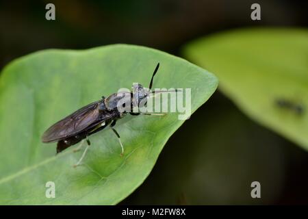Black soldier fly on a leaf, Malaysia Stock Photo