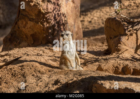 Meerkats, Valencia, Bioparc Stock Photo