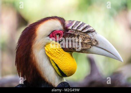 Male Wreathed hornbill, portrait shot. Stock Photo