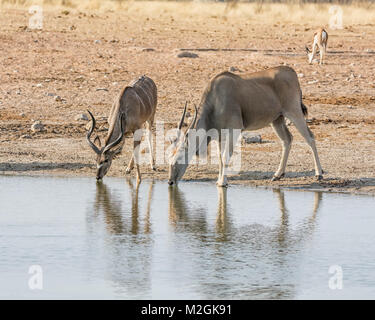 Eland at a watering hole in Namibian savanna Stock Photo