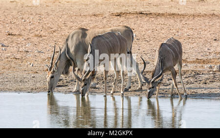 Eland at a watering hole in Namibian savanna Stock Photo