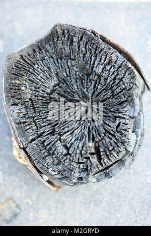 Charred wooden log Stock Photo