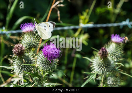 A female large white butterfly (Pieris brassicae) on a thistle flower Stock Photo