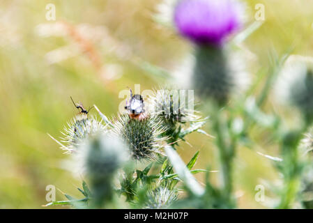 A white butterfly parasite (Cotesia glomerata) and a bumblebee on a thistle Stock Photo
