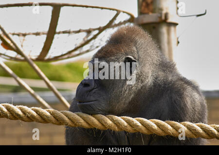 Silverback Gorilla (Gorilla beringei beringi) Stock Photo