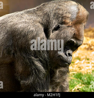 Silverback Gorilla (Gorilla beringei beringi) Stock Photo