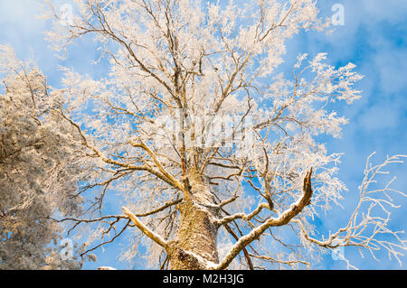 Looking up a Finnish Silver birch tree Stock Photo